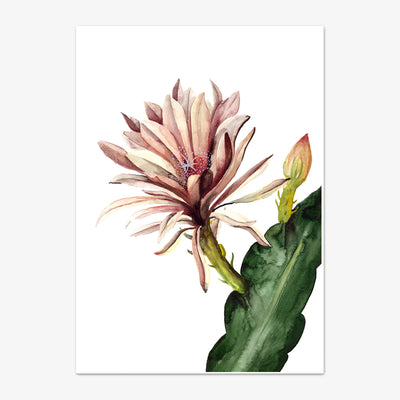 Art Print "Red Cactus Flower"