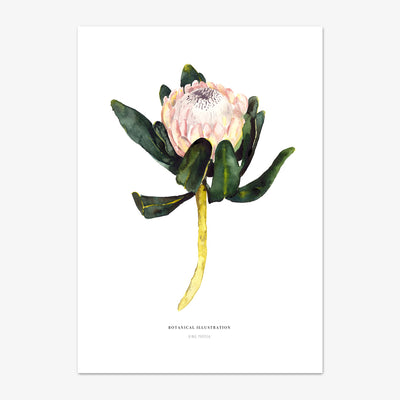 Art Print "King Protea"