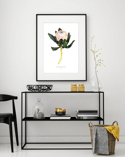 Art Print "King Protea"