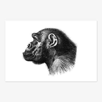 Postkarte "Ape"