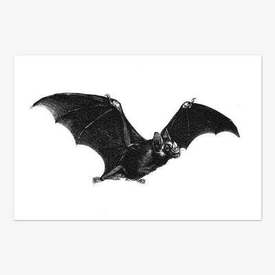Postkarte "Bat"
