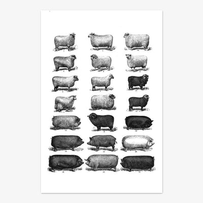 Postkarte "Farm Animals"