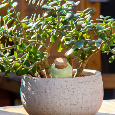 Olla - Grün