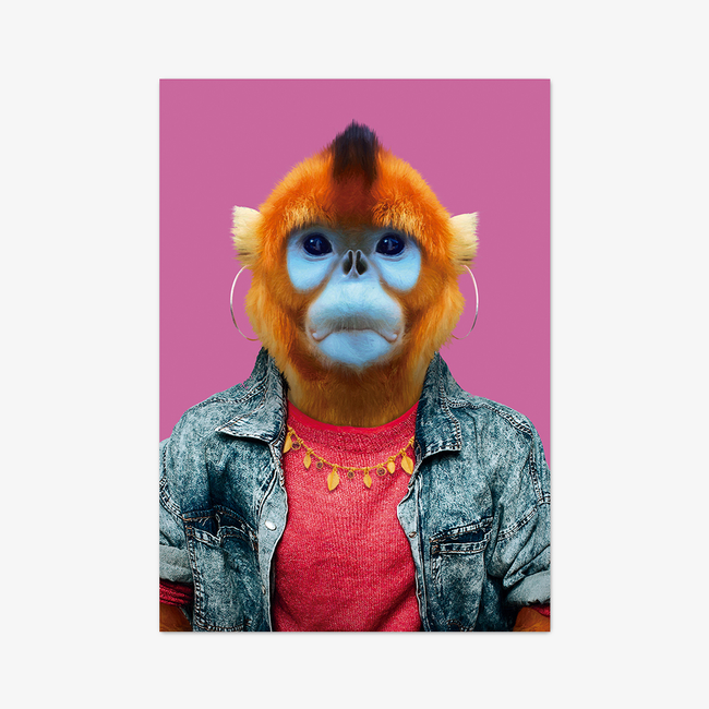 Postkarte "Golden Snub-nosed Monkey"