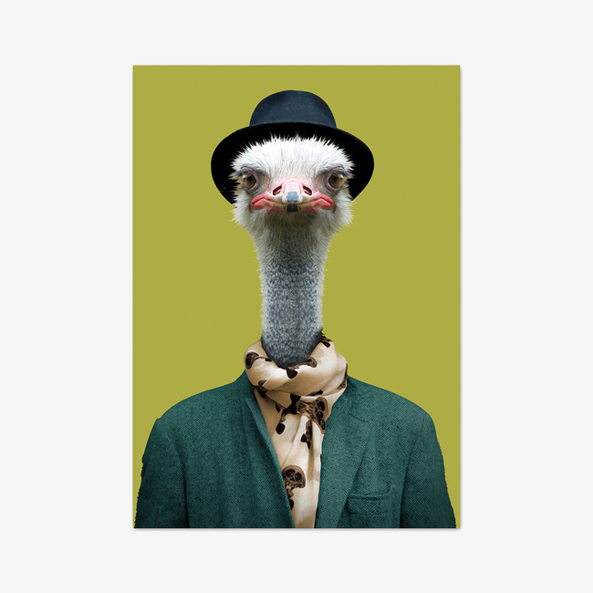 Postkarte "Ostrich"