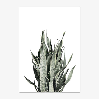 Art Print "Sansevieria"