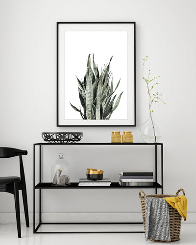 Art Print "Sansevieria"