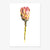 Art Print "Red King Protea"