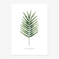 Art Print "Palm Leaf"