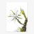 Postkarte "White Cactus Flower"