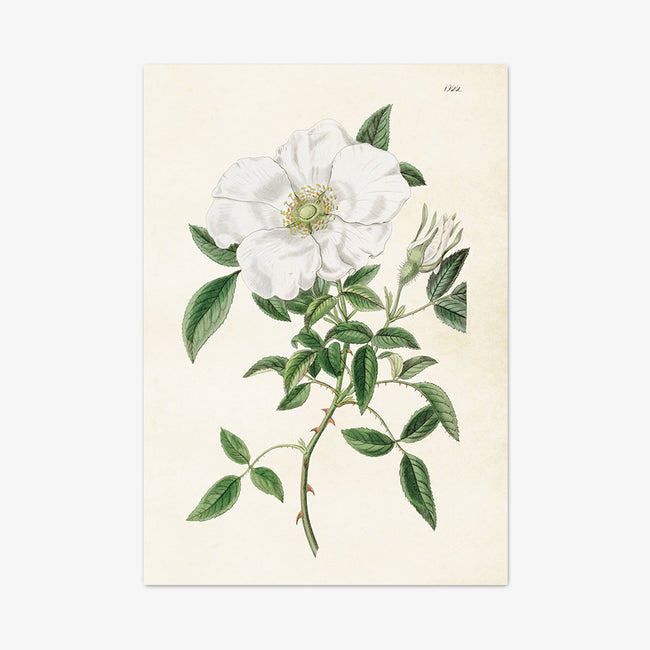 Poster "White Rose"