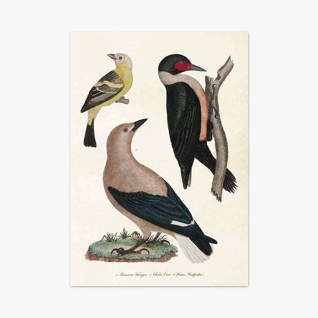 Poster "Birds"