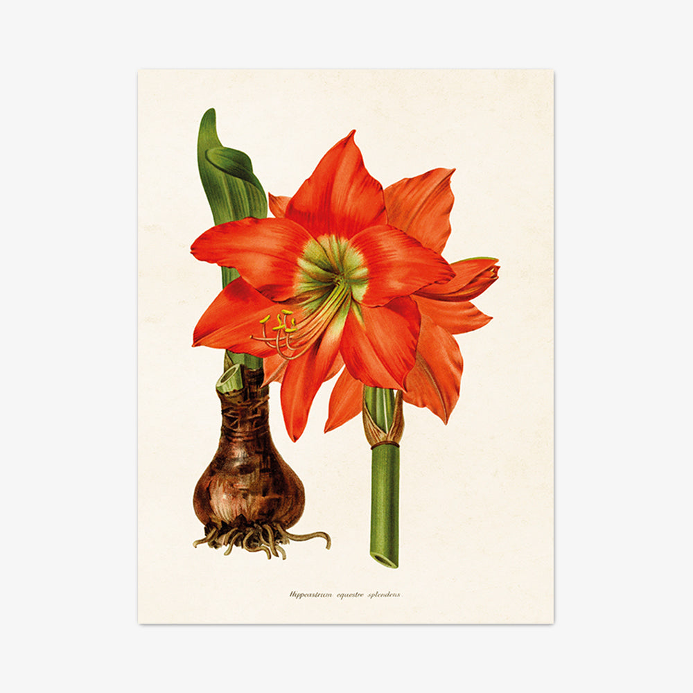 Art Print "Amaryllis"