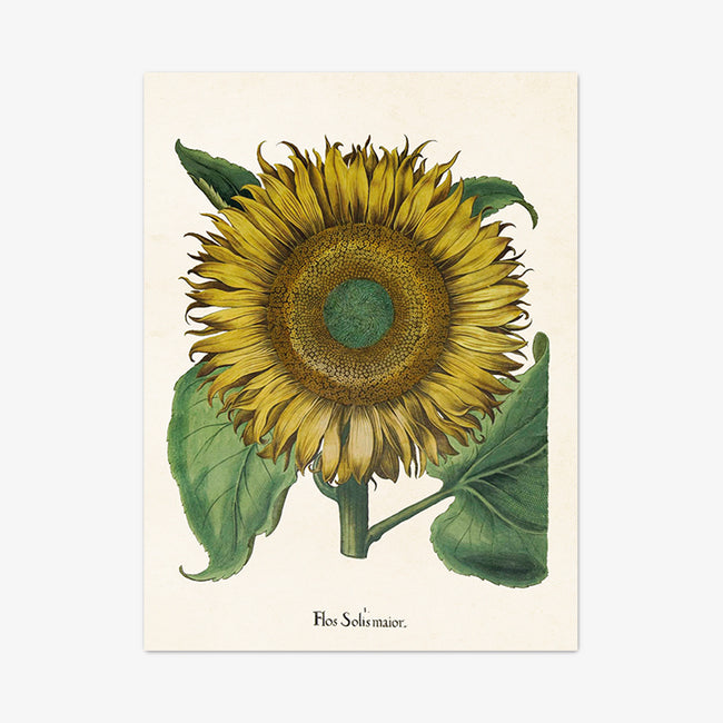 Art Print "Sonnenblume"