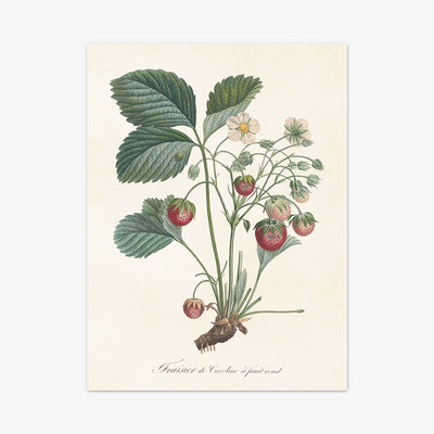 Art Print "Erdbeere"