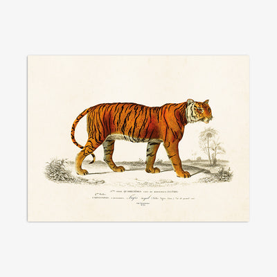 Art Print "Tiger"