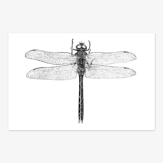 Postkarte "Dragonfly"