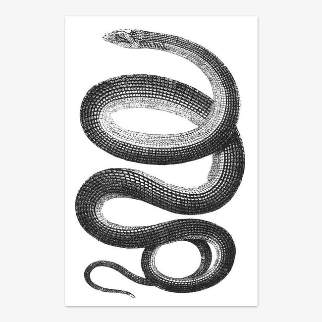 Postkarte "Snake"