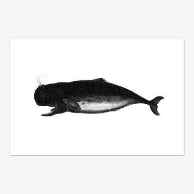 Postkarte "Whale"